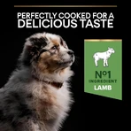 Purina Pro Plan Sensitive Digestion Lamb - Complete Food for Medium-Sized Puppies, 3 kg