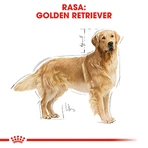 ROYAL CANIN Golden Retriever Adult, Trockenfutter für Hunde, 3 kg