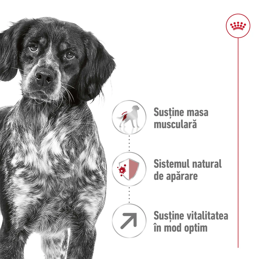 ROYAL CANIN Medium Adult 7+, croccantini per cani anziani, 4 kg