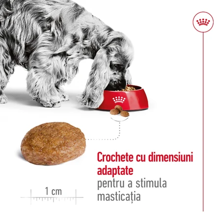 ROYAL CANIN Medium Adult 7+, croccantini per cani anziani, 4 kg