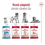 ROYAL CANIN Medium Adult 7+, croccantini per cani anziani, 4 kg