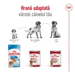 ROYAL CANIN Nassfutter für ausgewachsene Hunde mittlerer Rassen (Pastete), 410 g