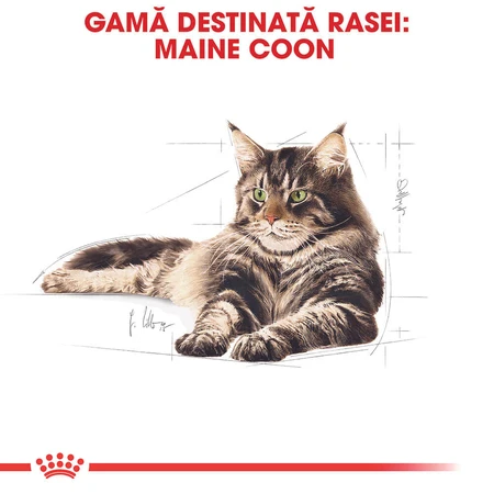 ROYAL CANIN Maine Coon Adult, cibo umido per gatti (in salsa), 85 g