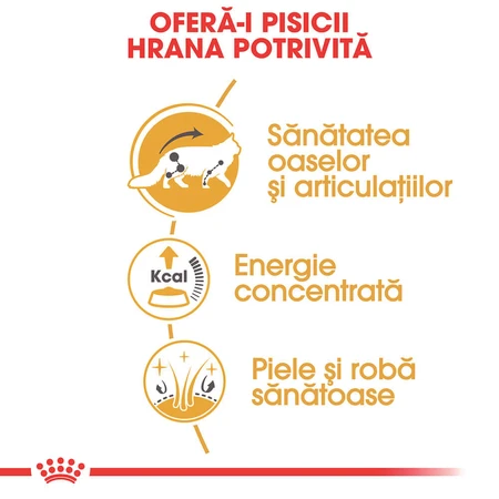 ROYAL CANIN Maine Coon Adult, cibo umido per gatti (in salsa), 85 g