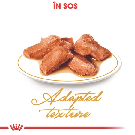 ROYAL CANIN Maine Coon Adult, cibo umido per gatti (in salsa), 85 g