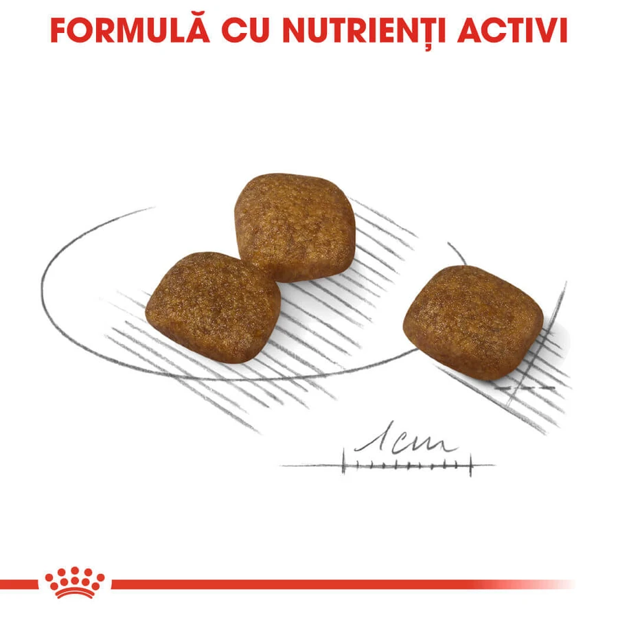ROYAL CANIN Mini Coat Care Adult, Trockenfutter für Hunde, 3 kg