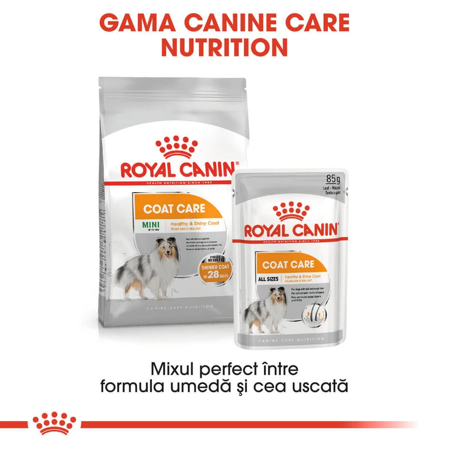ROYAL CANIN Mini Coat Care Adult, Trockenfutter für Hunde, 3 kg