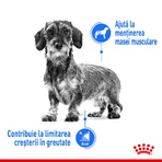 ROYAL CANIN Mini Light Weight Care Adult, croccantini per cani, per il controllo del peso, 1 kg