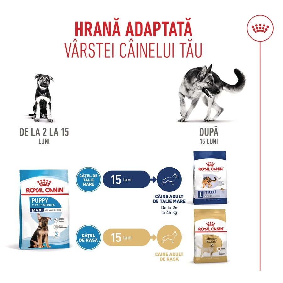 ROYAL CANIN Maxi Puppy, hrană uscată câini junior, 3kg