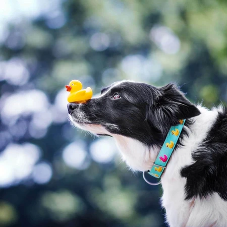 MAX & MOLLY Smart ID Ducklings, collar para perro, ajustable, poliéster, azul, hebilla en forma de tridente, XS