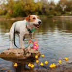 MAX & MOLLY Smart ID Ducklings, Hundehalsband, verstellbar, Polyester, blau, Dreizack-Schnalle, S